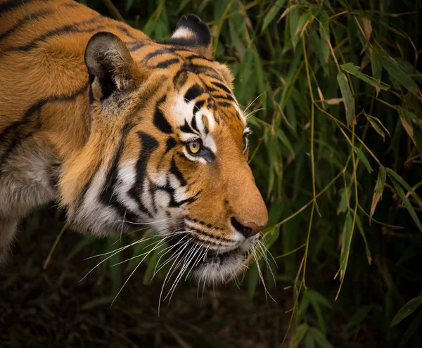 Szumátrai tigris közelről. — Stock Fotó