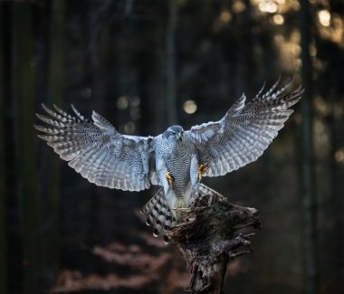 Bulanık turuncu sonbahar ağaç orman ile uçan kuş çakır kuşu