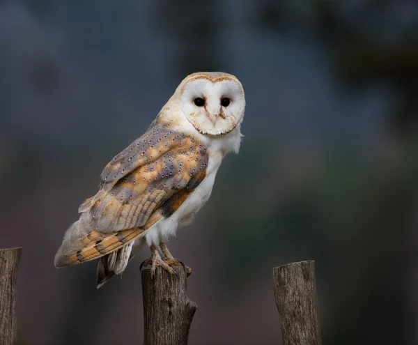 Eine Schleiereule hockt auf einem Zaunpfahl — Stockfoto