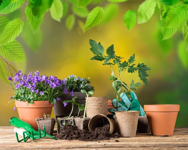 Trädgårdsredskap och blommor på trä bakgrund — Stockfoto