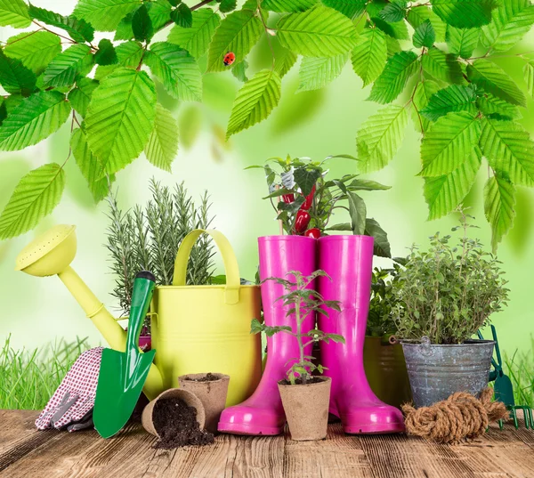 Ferramentas de jardinagem e flores em fundo de madeira — Fotografia de Stock