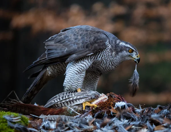 Goshawk alimentándose de faisán — Foto de Stock