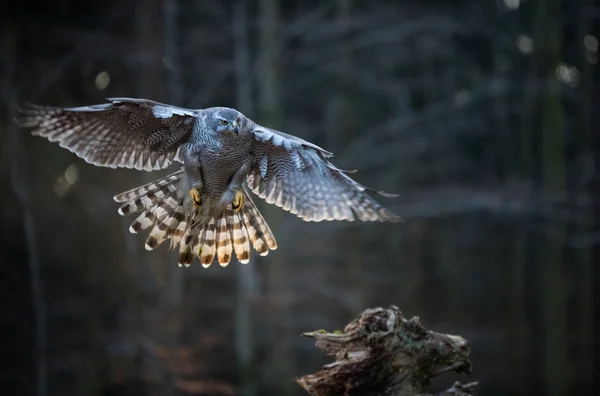 Pássaro voador Goshawk com floresta de árvores de outono laranja borrada — Fotografia de Stock