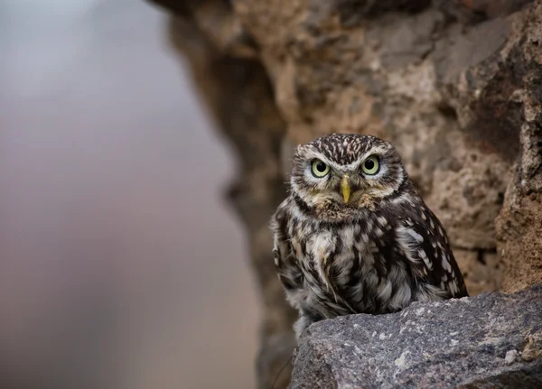 Doğu Screech baykuş closeup — Stok fotoğraf