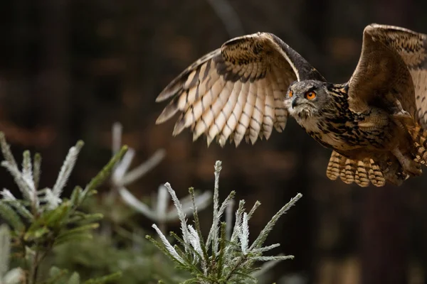 Búho águila euroasiática — Foto de Stock