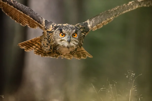 Gufo reale eurasiatico — Foto Stock