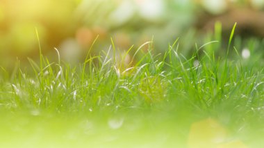 Camomiles yeşil çim.