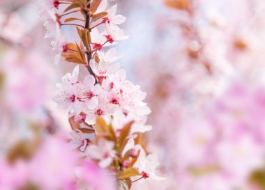 Pembe çiçekli bahar sınır arkaplanı