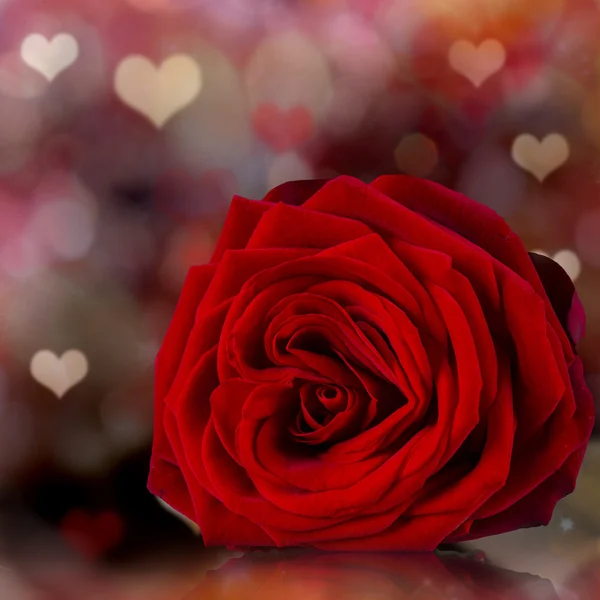 Valentinstag rote Rose abstrakter Hintergrund. — Stockfoto