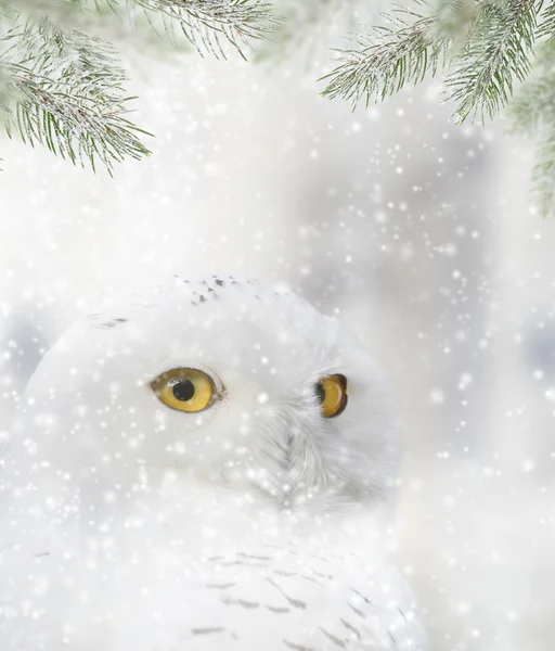 Schneeeule sitzt auf dem Schnee — Stockfoto