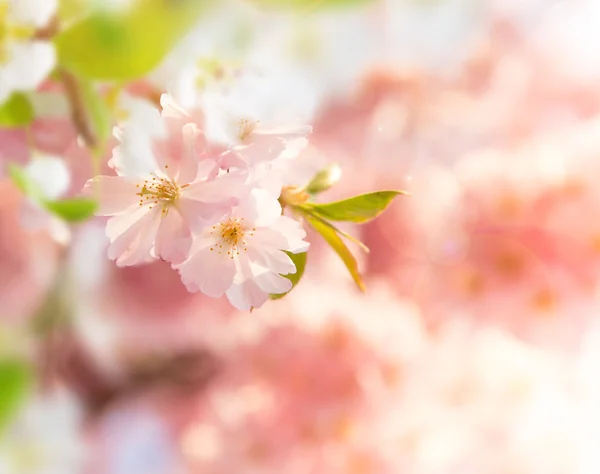 Fondo de borde de primavera con flor rosa — Foto de Stock