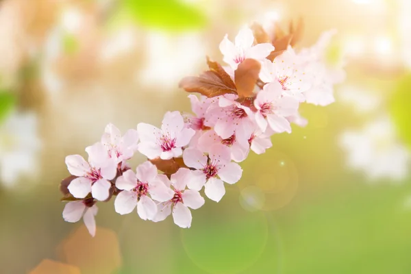Vårgrensesammenheng med rosa blomst – stockfoto