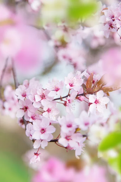 Весняний фон рамки з рожевим цвітом — стокове фото