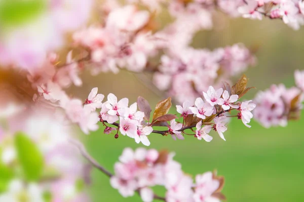 Vårgrensesammenheng med rosa blomst – stockfoto