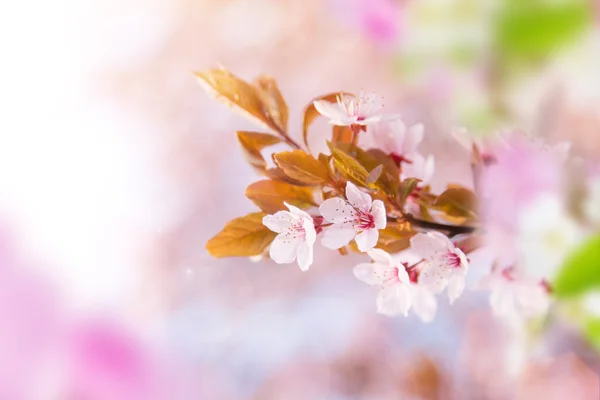 Jarní okraj pozadí s růžovými květy — Stock fotografie