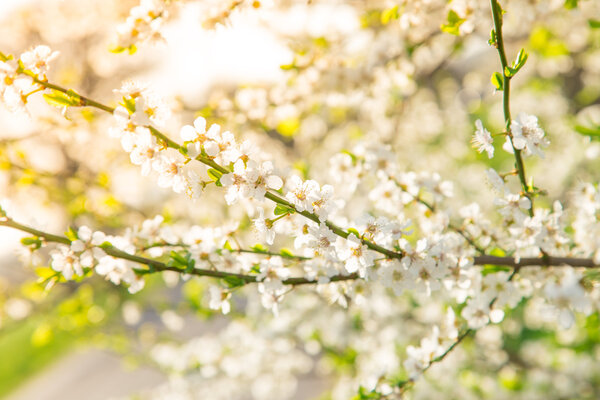 Spring border background with pink blossom