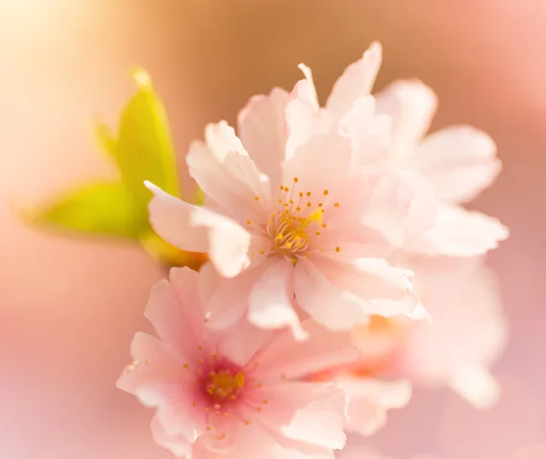 Fondo de borde de primavera con flor rosa —  Fotos de Stock