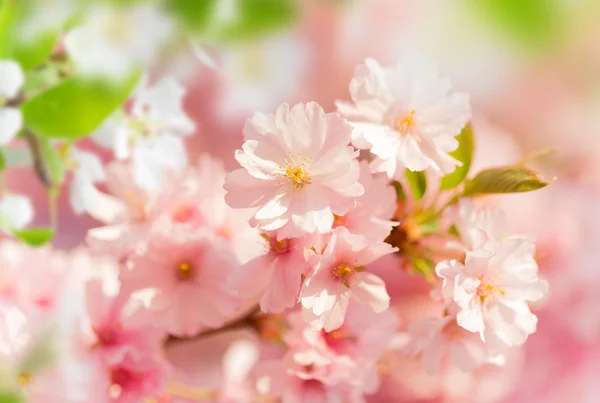 ピンクの花と春の境界線の背景 — ストック写真