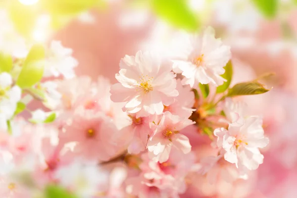 Fondo de borde de primavera con flor rosa — Foto de Stock