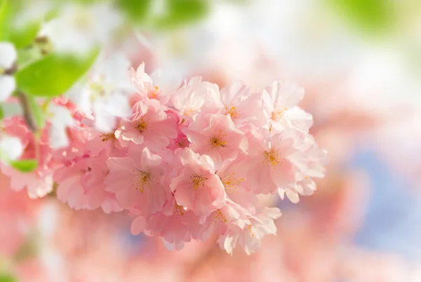 Fundo da borda da primavera com flor rosa — Fotografia de Stock