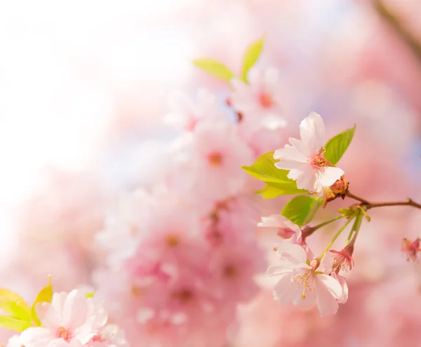 분홍색 꽃이 피는 봄의 국경선 — 스톡 사진