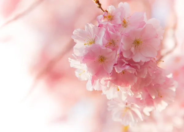 Spring border background with pink blossom — Stock Photo, Image