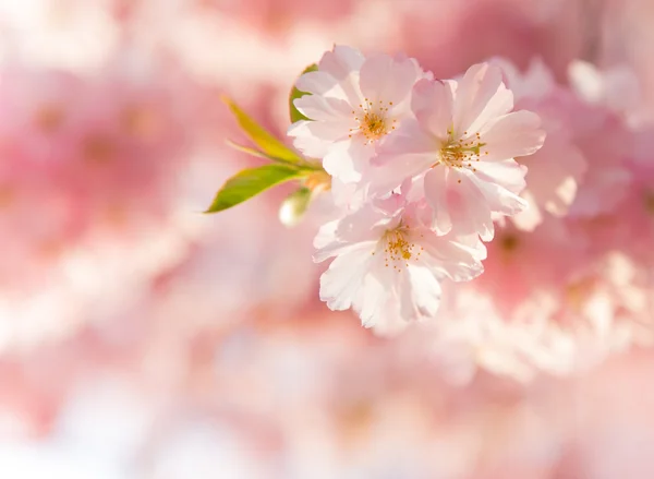 Fundo da borda da primavera com flor rosa — Fotografia de Stock