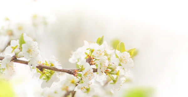 Fondo de borde de primavera con flor rosa —  Fotos de Stock