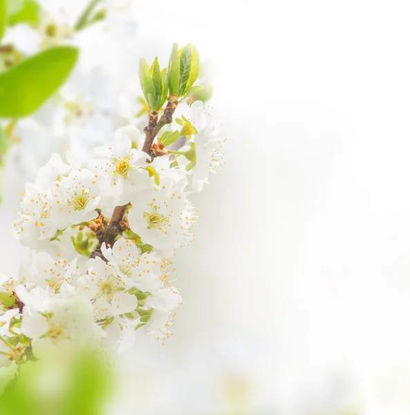 Spring gränsen bakgrund med rosa blomma — Stockfoto