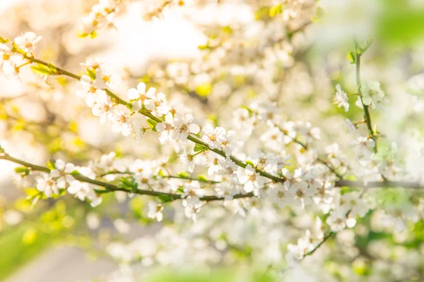 春天边框背景与白花 — 图库照片