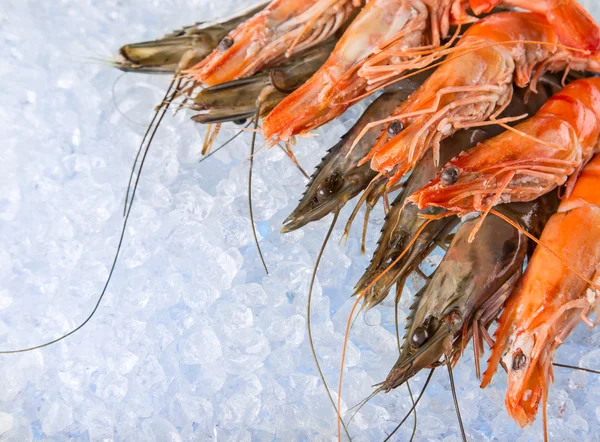 Fresh seafood on crushed ice. — Stock Photo, Image