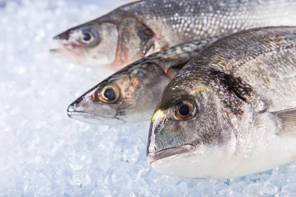 Peixes do mar frescos em gelo picado . — Fotografia de Stock