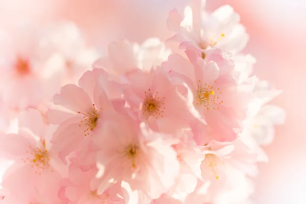 Ανοιξιάτικο φόντο με ροζ άνθη — Φωτογραφία Αρχείου