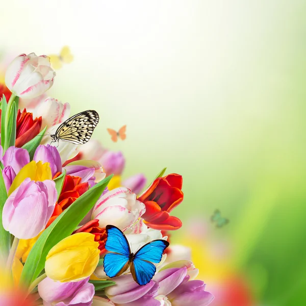 Schöner Tulpenstrauß mit Schmetterlingen — Stockfoto