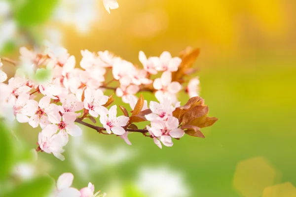 Fondo de borde de primavera con flor rosa —  Fotos de Stock