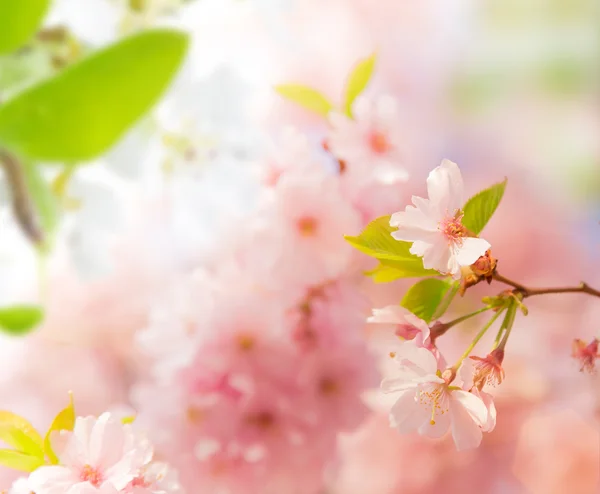 Spring border background with pink blossom — Stock Photo, Image