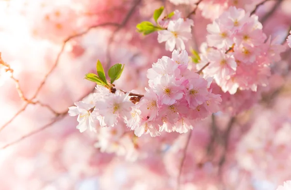 Spring border background with pink blossom — Stok Foto