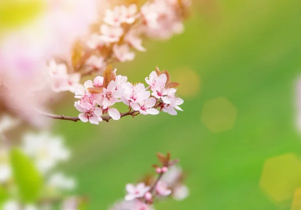 Spring border background with pink blossom — Stock Photo, Image