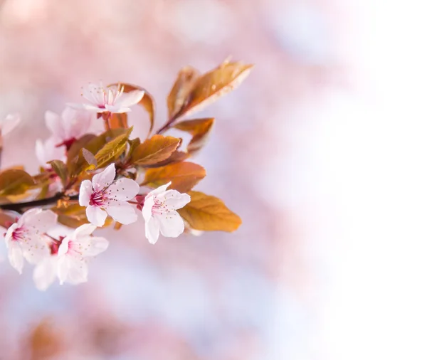 Spring border background with pink blossom — Stok Foto