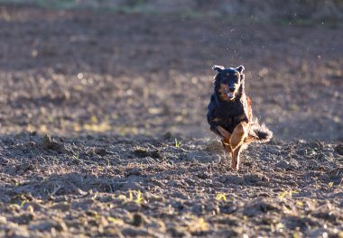 Beautiful hovawart black dog running clipart