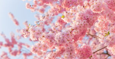 Spring border background with pink blossom clipart