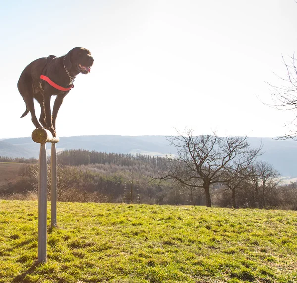 Schöner schwarzer Hund amy balanciert auf Holzstange — Stockfoto