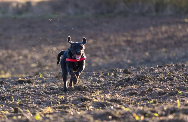 Beautiful mutt black dog Amy running — Stock Photo, Image