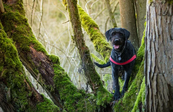 Beautiful mutt black dog Amy in forest — Stock Photo, Image