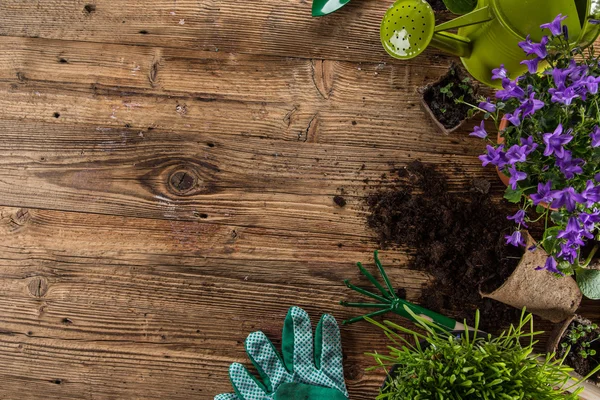 Attrezzi da giardinaggio e fiori su sfondo di legno — Foto Stock