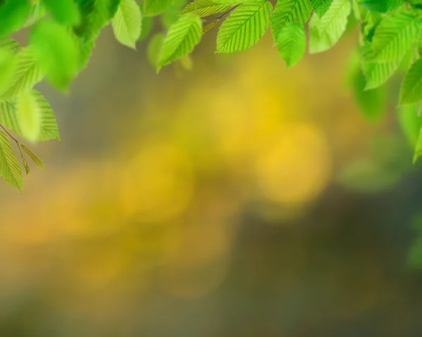 Hintergrund der grünen Blätter — Stockfoto