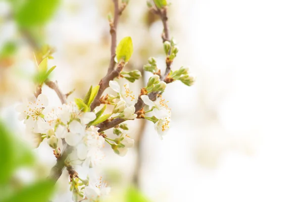 Spring border background with white blossom — Stock Photo, Image