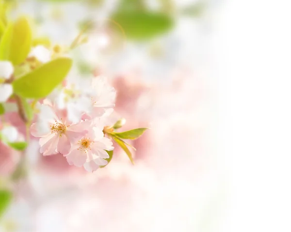 有粉色花朵的春季边框背景 — 图库照片