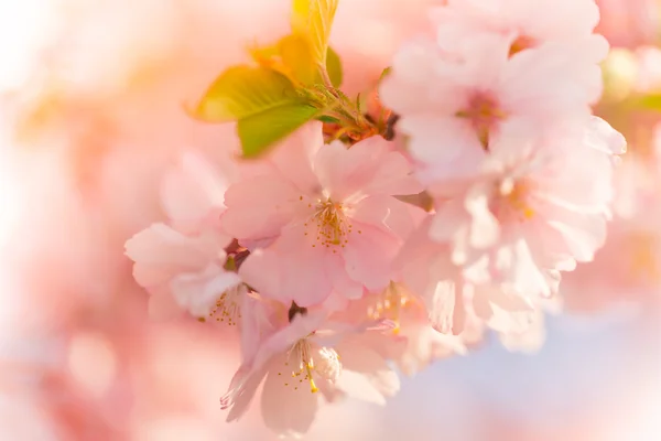ピンクの花と春の境界線の背景 — ストック写真