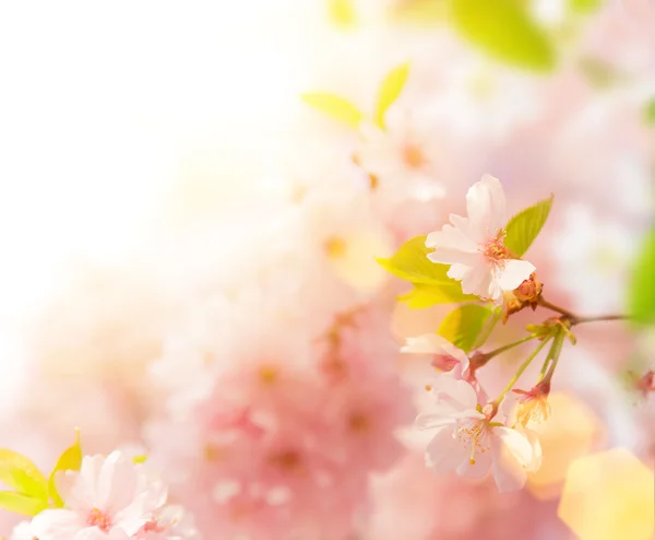 Spring border background with pink blossom — Stock Photo, Image